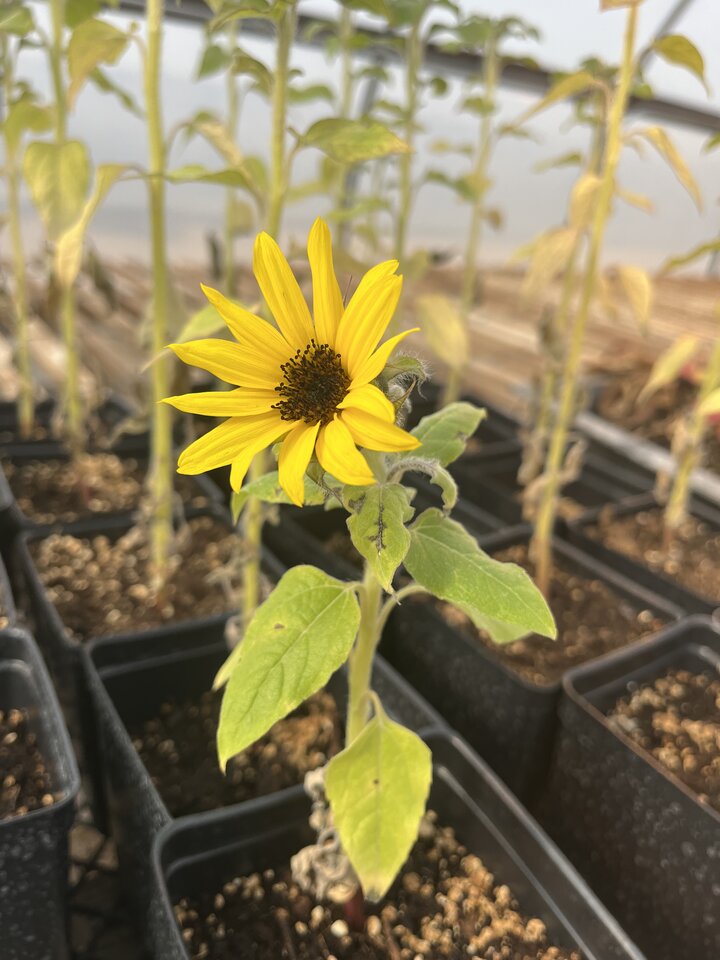 Starter Sunflower Plant