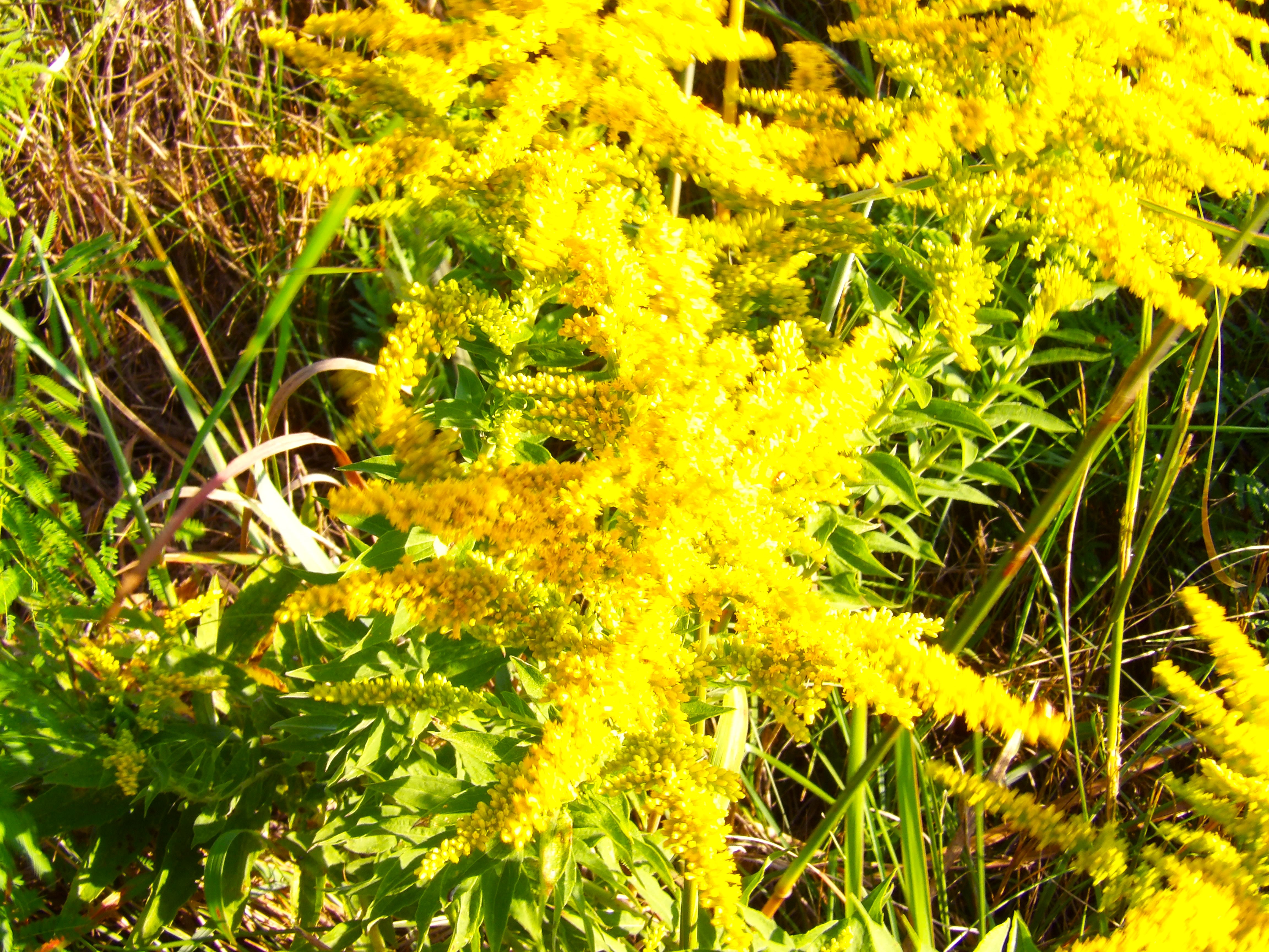 Bright Day Shot of Vibrant Golden Wild Flowers