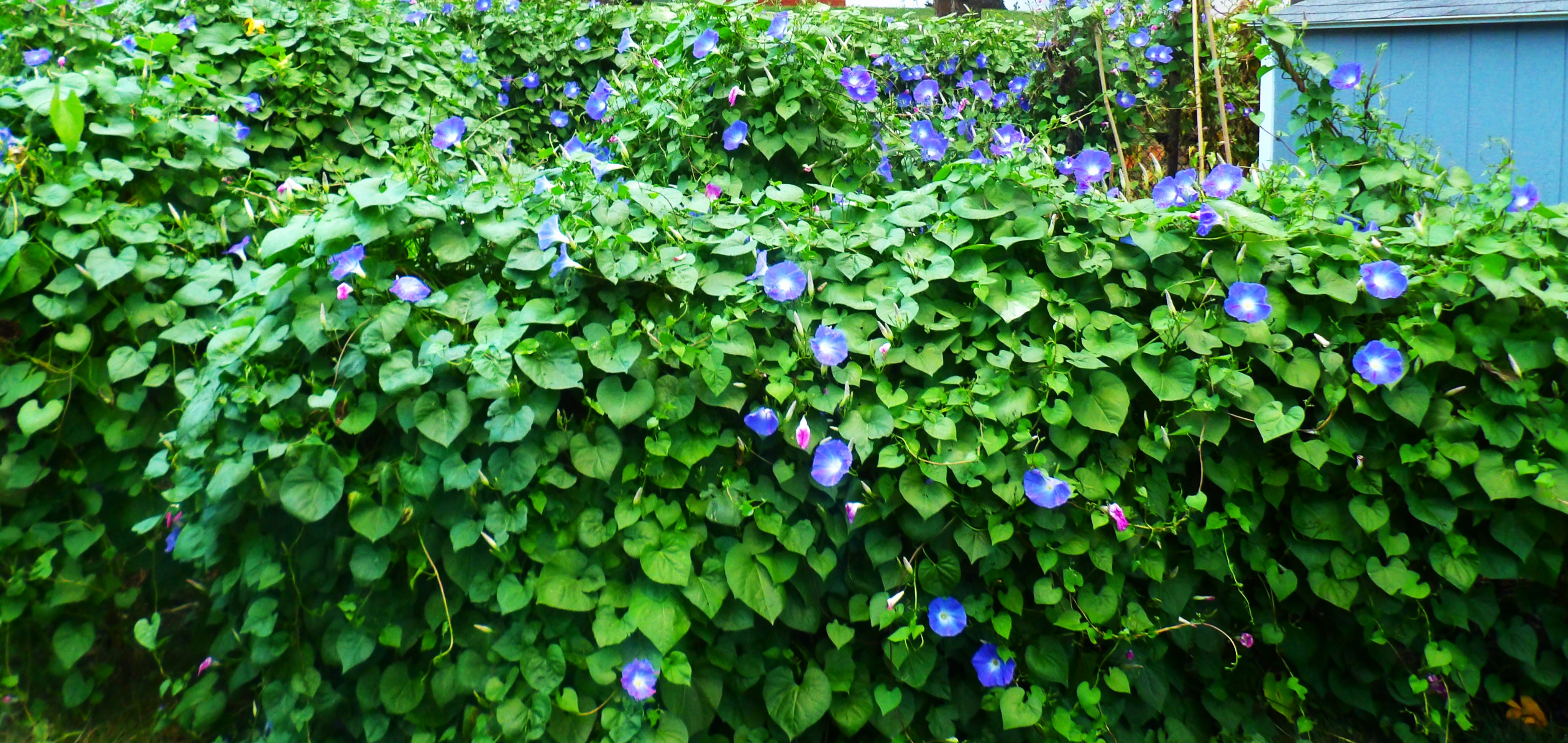 A lush bush of morning glories in bloom