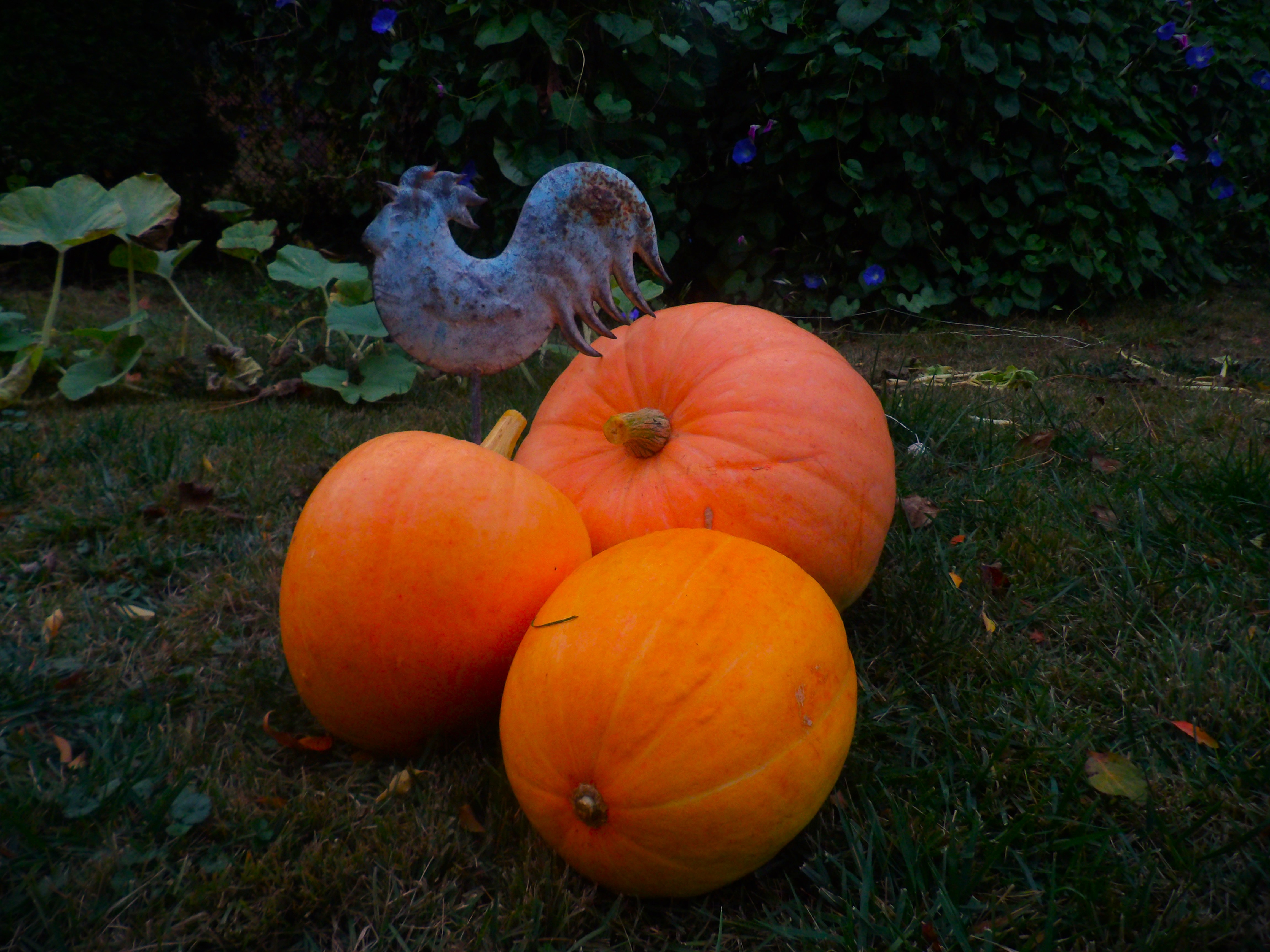 Three Orange Pumpkins and an ornamental chicken reminiscent of a weather Vane