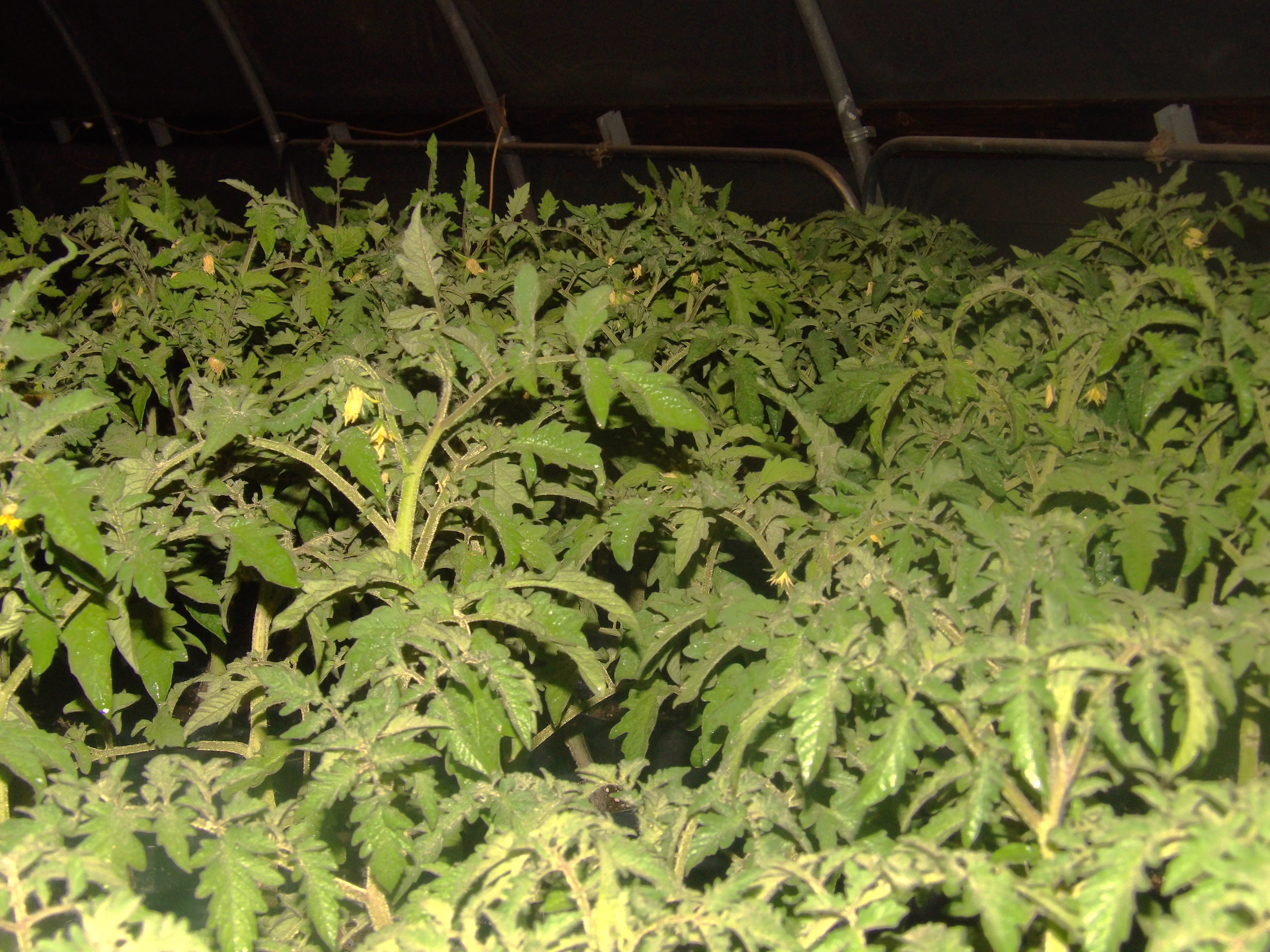 Night Shot with flash of Tomato Plants Starting to Flower