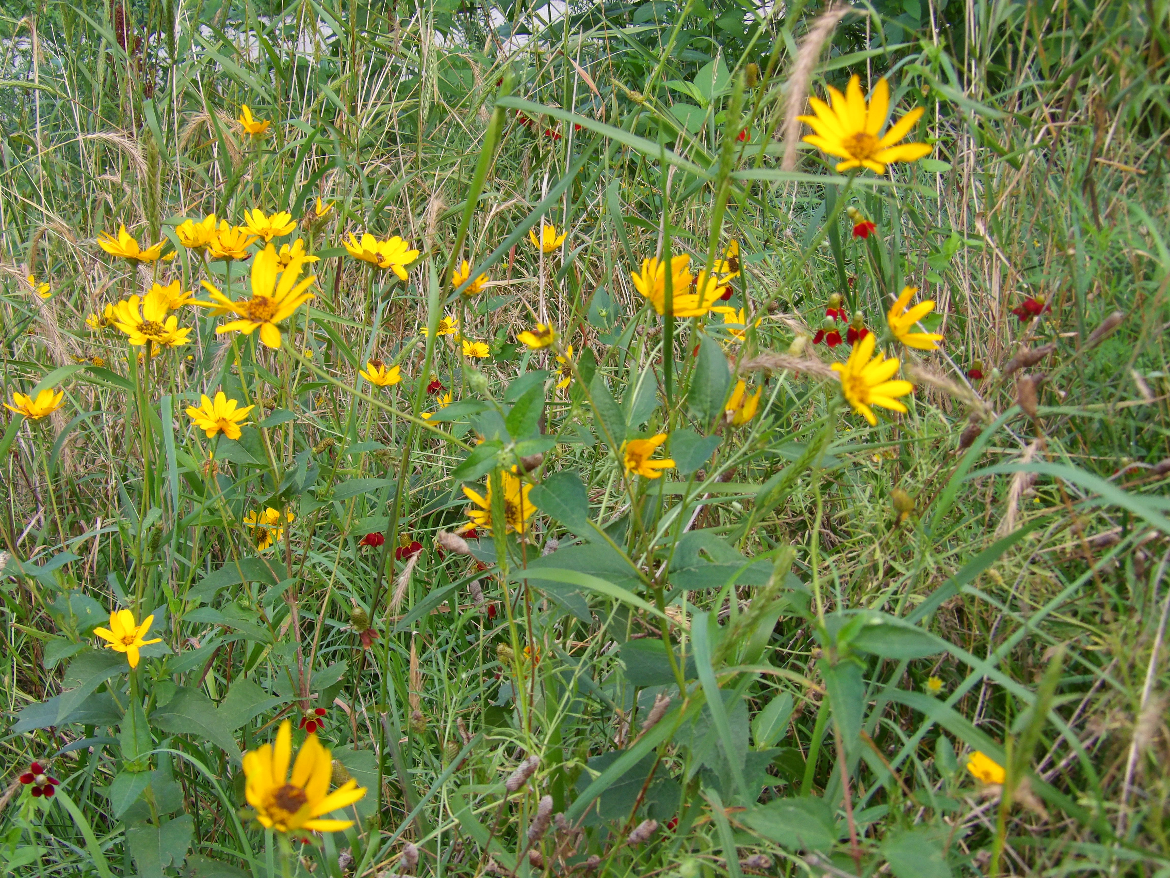 All Natural Greens Yellow Wildflower Patch