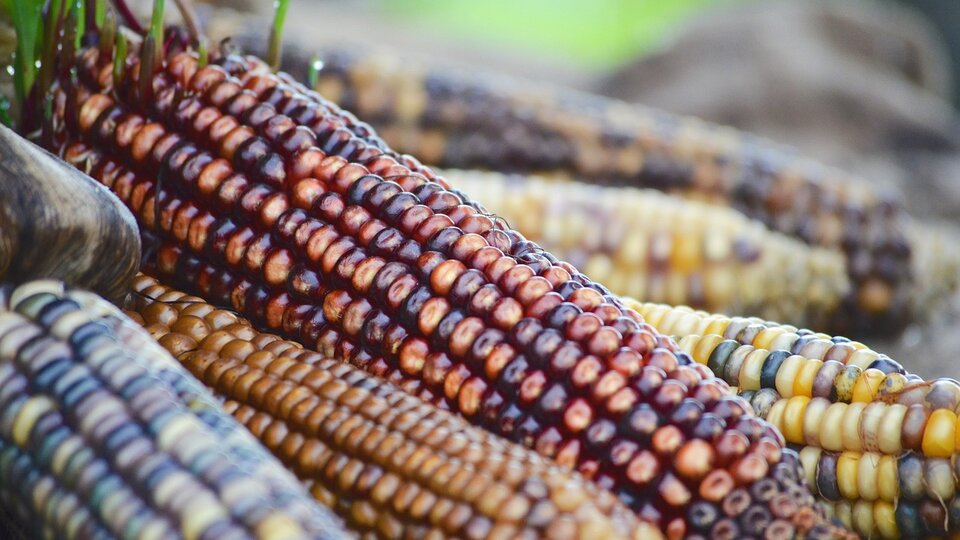 dried indian corns