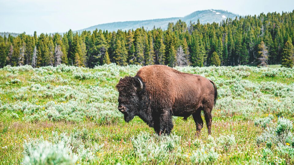 bison in a field in South Dakota