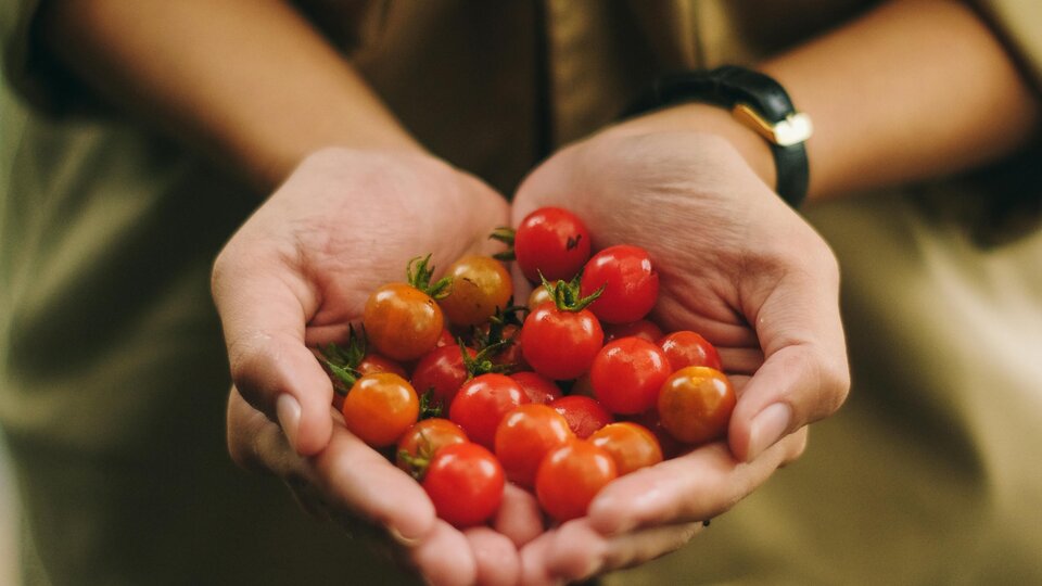 person holding small tomatoes