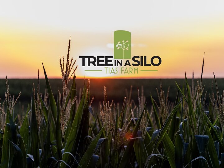 Tree In A Silo Logo in the Foreground of a Corn Field at Golden Hour 