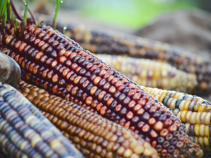 dried indian corns