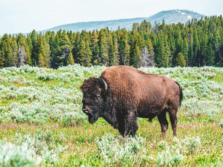 bison in a field in South Dakota