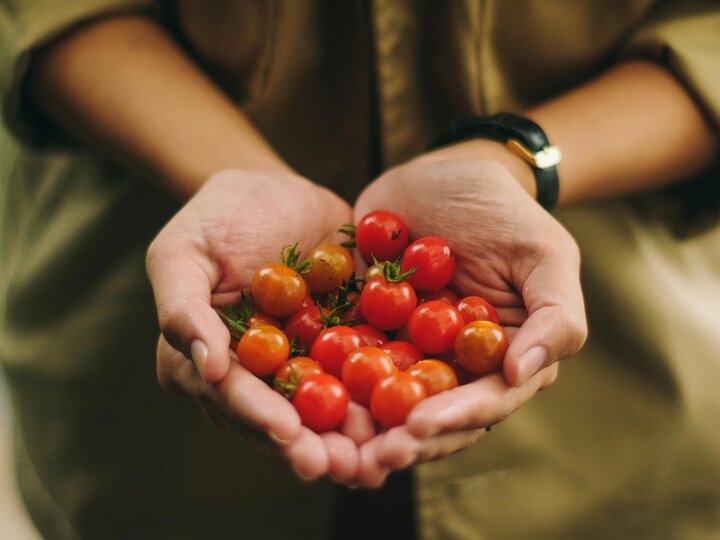 person holding small tomatoes