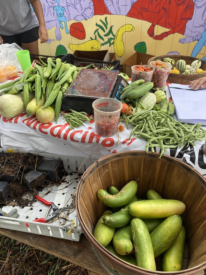 Vegetables grown by the Turtle Island Indigenous Growers