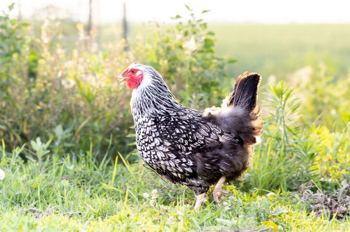 A Black and White Chicken in a Spring Field 