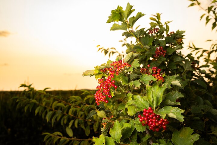 Tree In A Silo Berry Bush